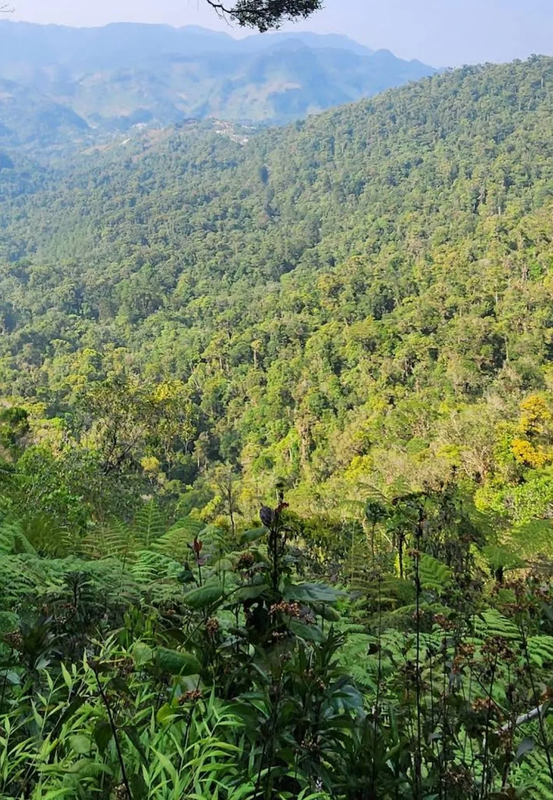 Banks & ATMs in Coban: Hours, Fees & International Cards (2026)